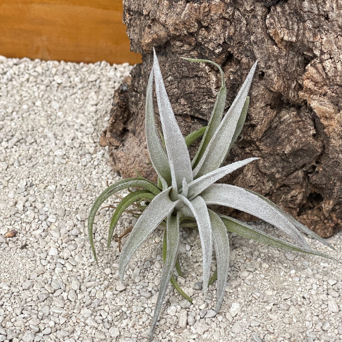 贈る結婚祝い Tillandsia peiranoi 3芽立ち 植物/観葉植物 - pezocar