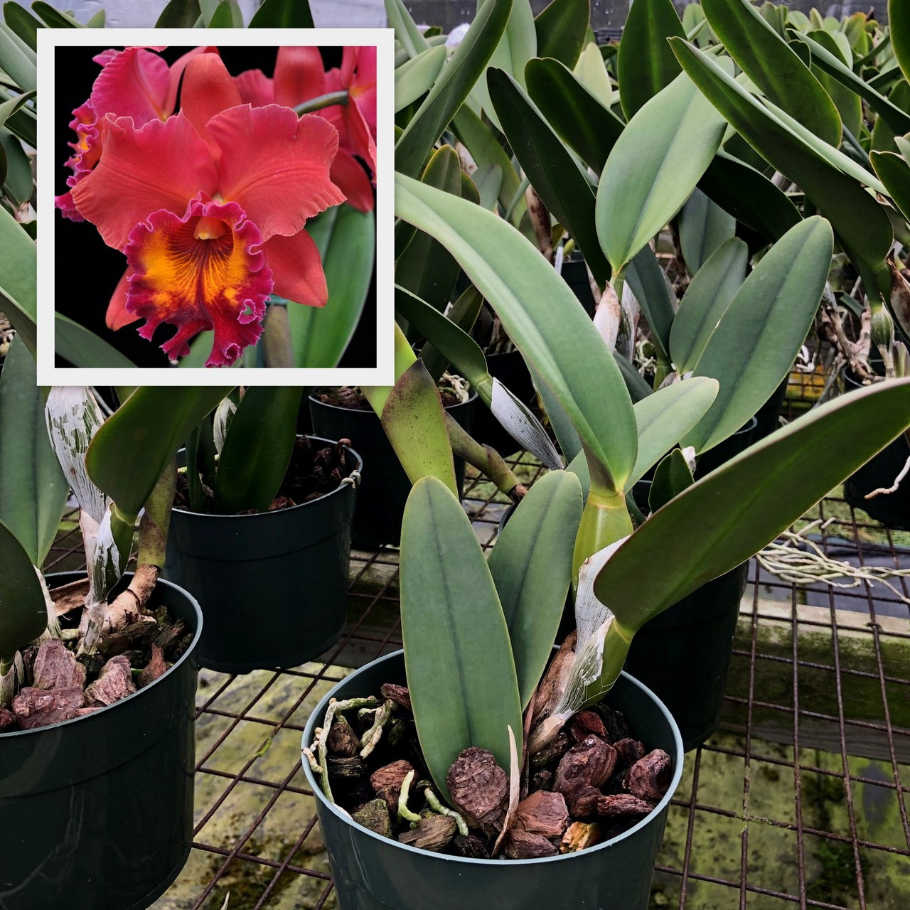 Rlc. Sharon King 'Volcano Queen' (Plant Only) - Akatsuka