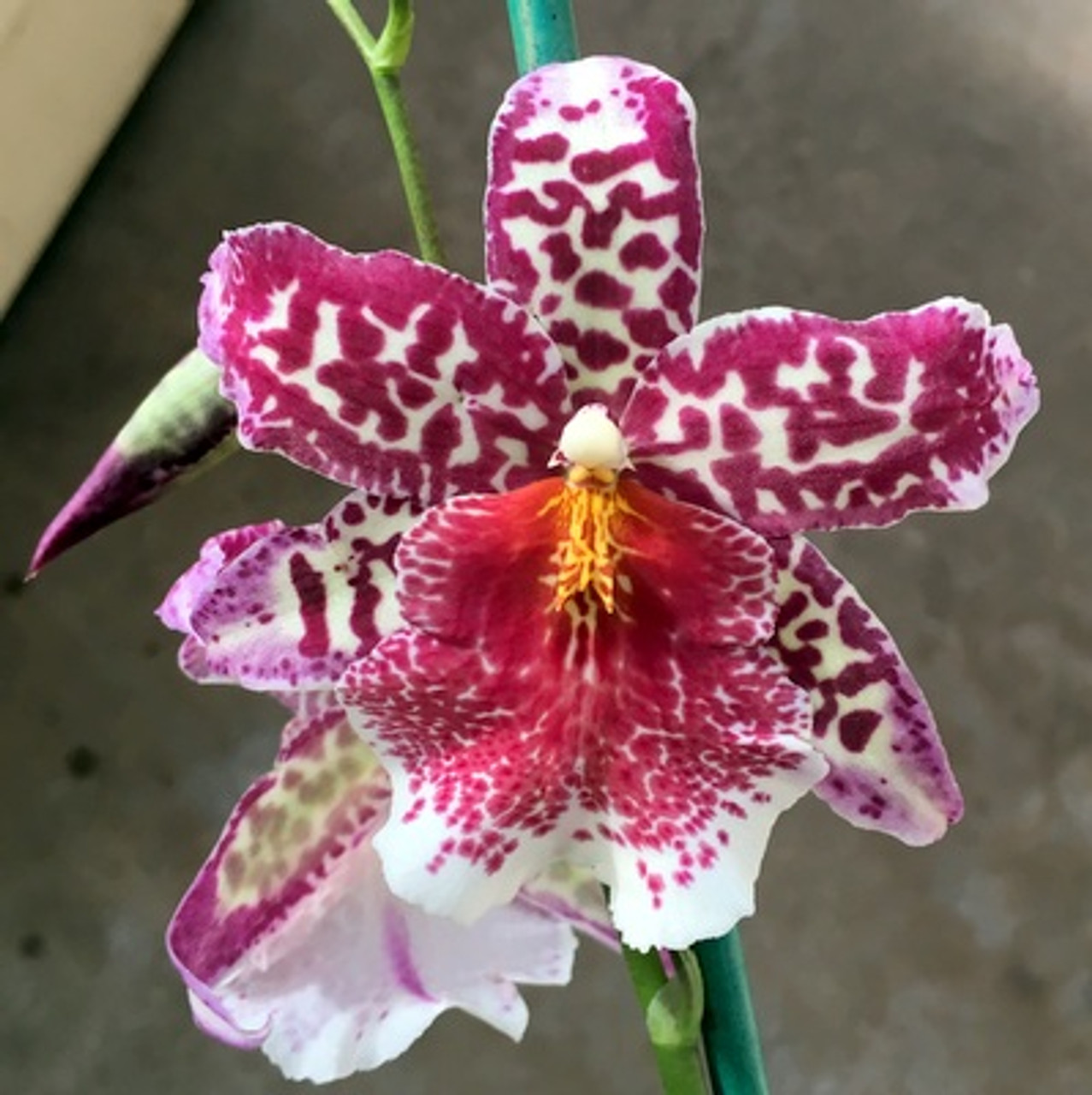 Bllra. Big Shot 'Pink Leopard' (OPEN BLOOMS)