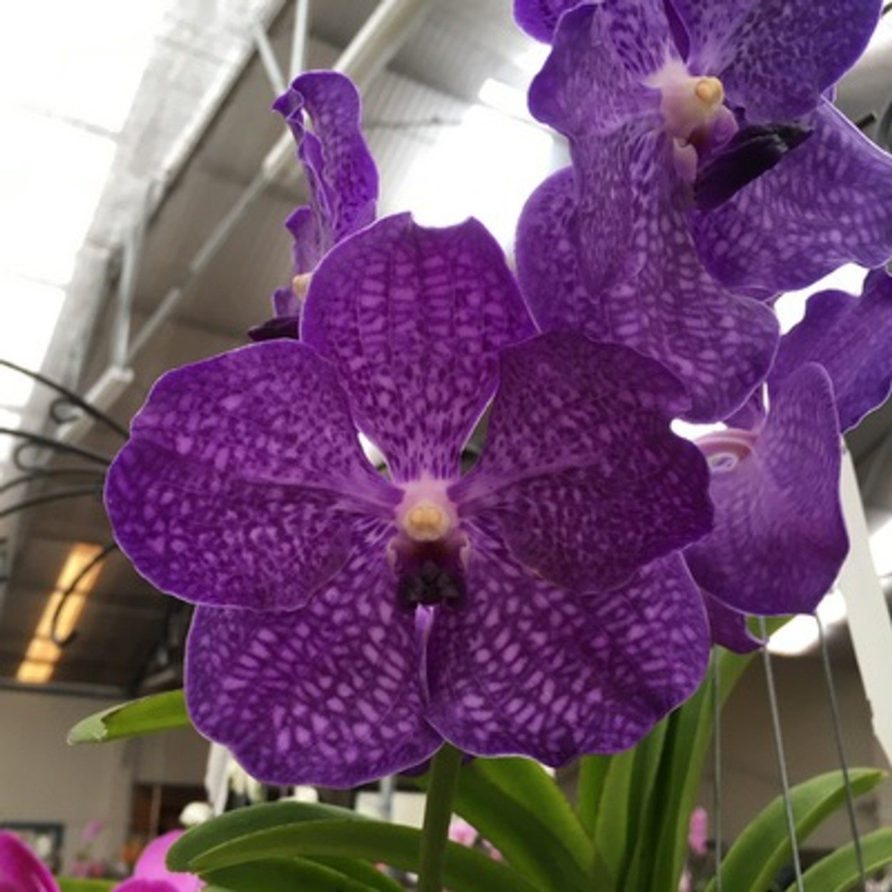 V. Pachara Delight - Akatsuka Orchid Gardens