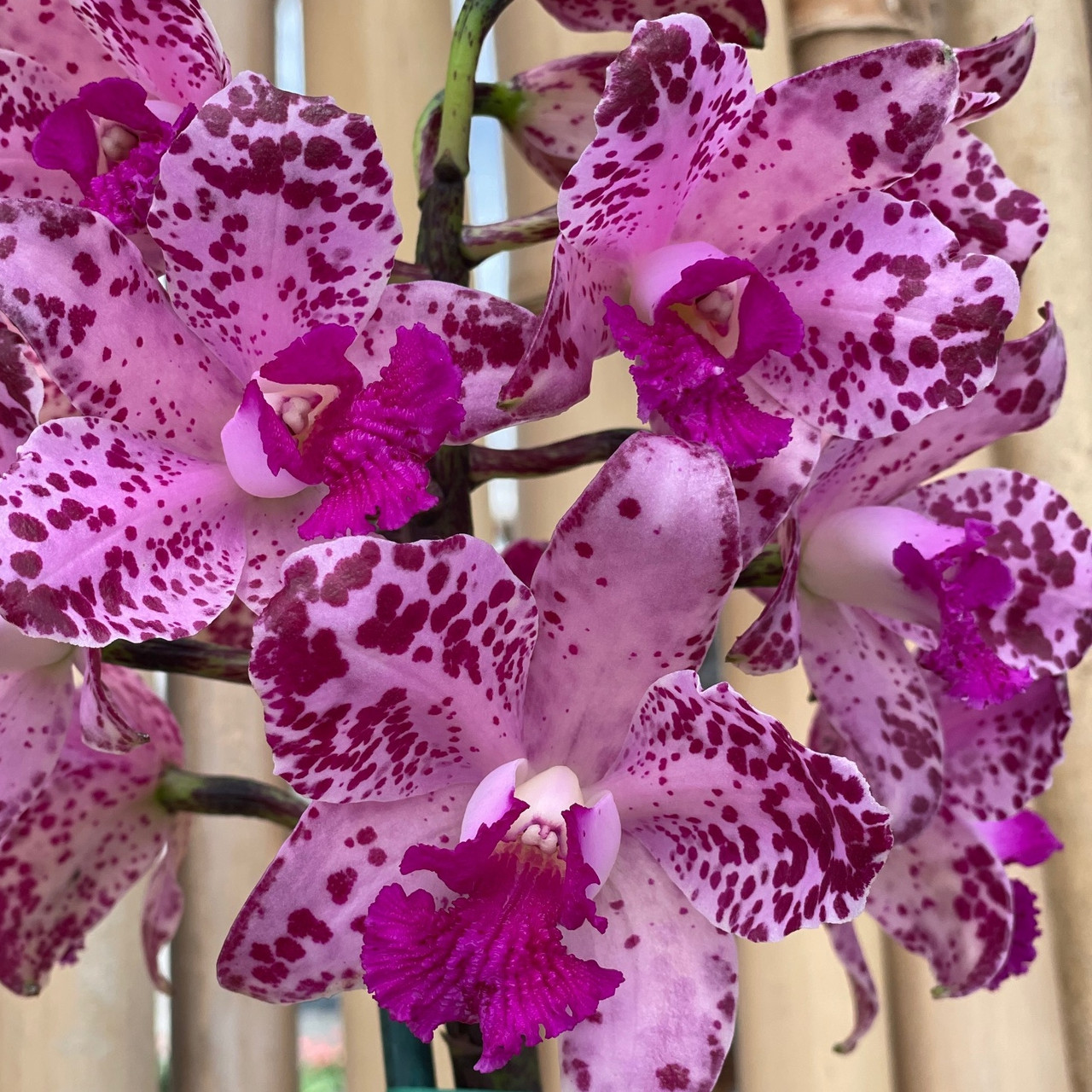 C. amethystoglossa 'XXX' - Akatsuka Orchid Gardens
