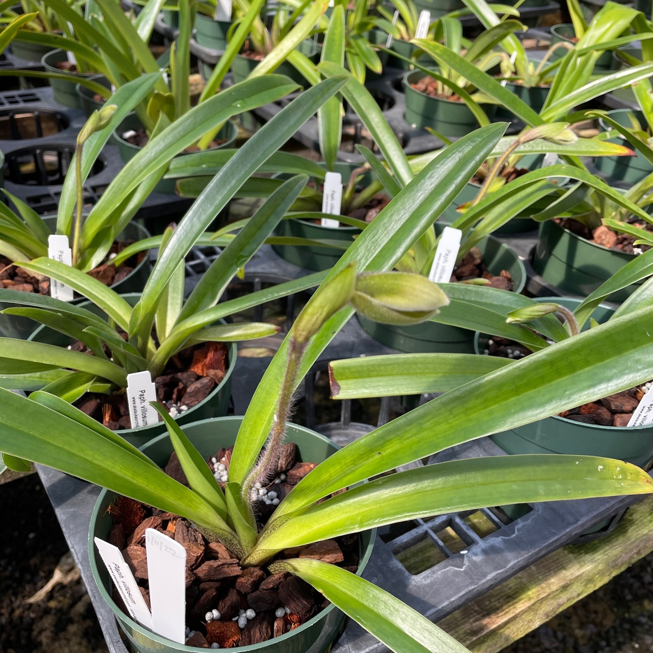 Paphiopedilum villosum (Plant Only) - Akatsuka Orchid Gardens