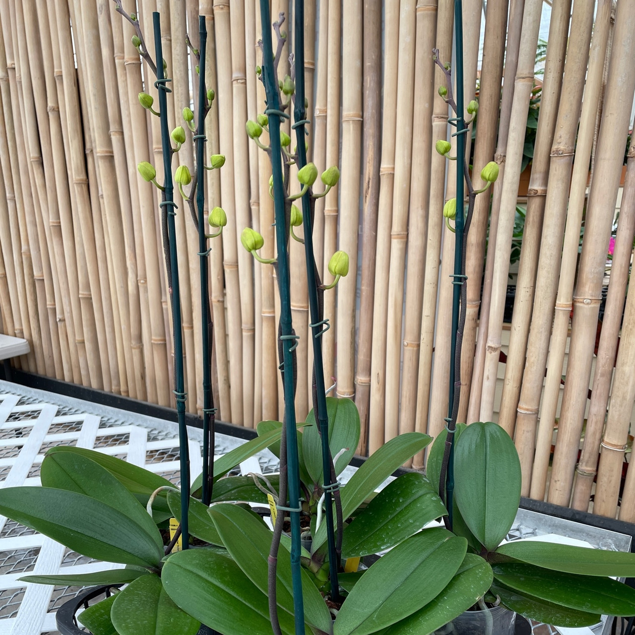 P. Lianher Yellow Beauty (Single Spike) Akatsuka Orchid Gardens