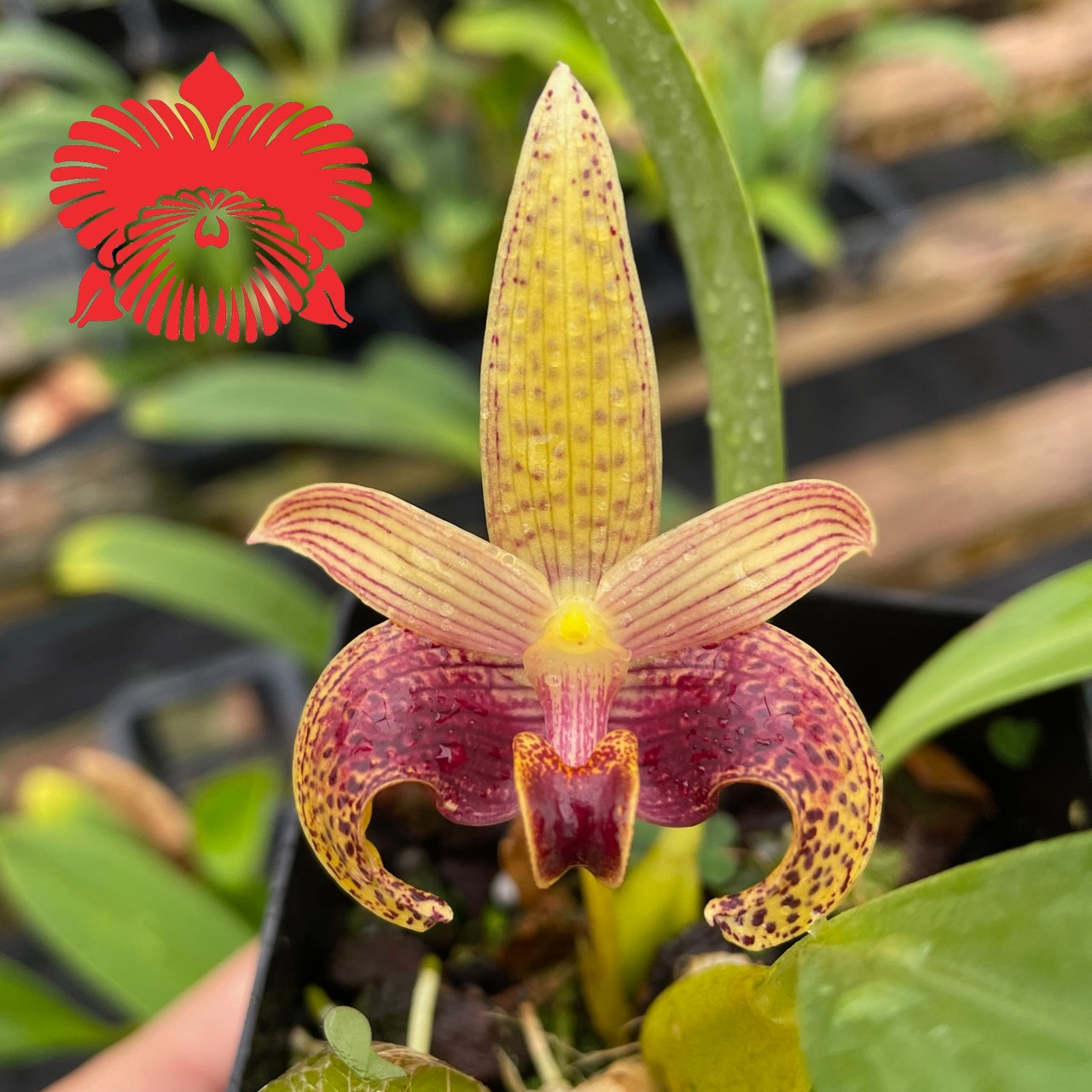［洋蘭原種］Bulb. sumatranum Bulb. sumatranum (Plant Only) - Akatsuka Orchid Gardens