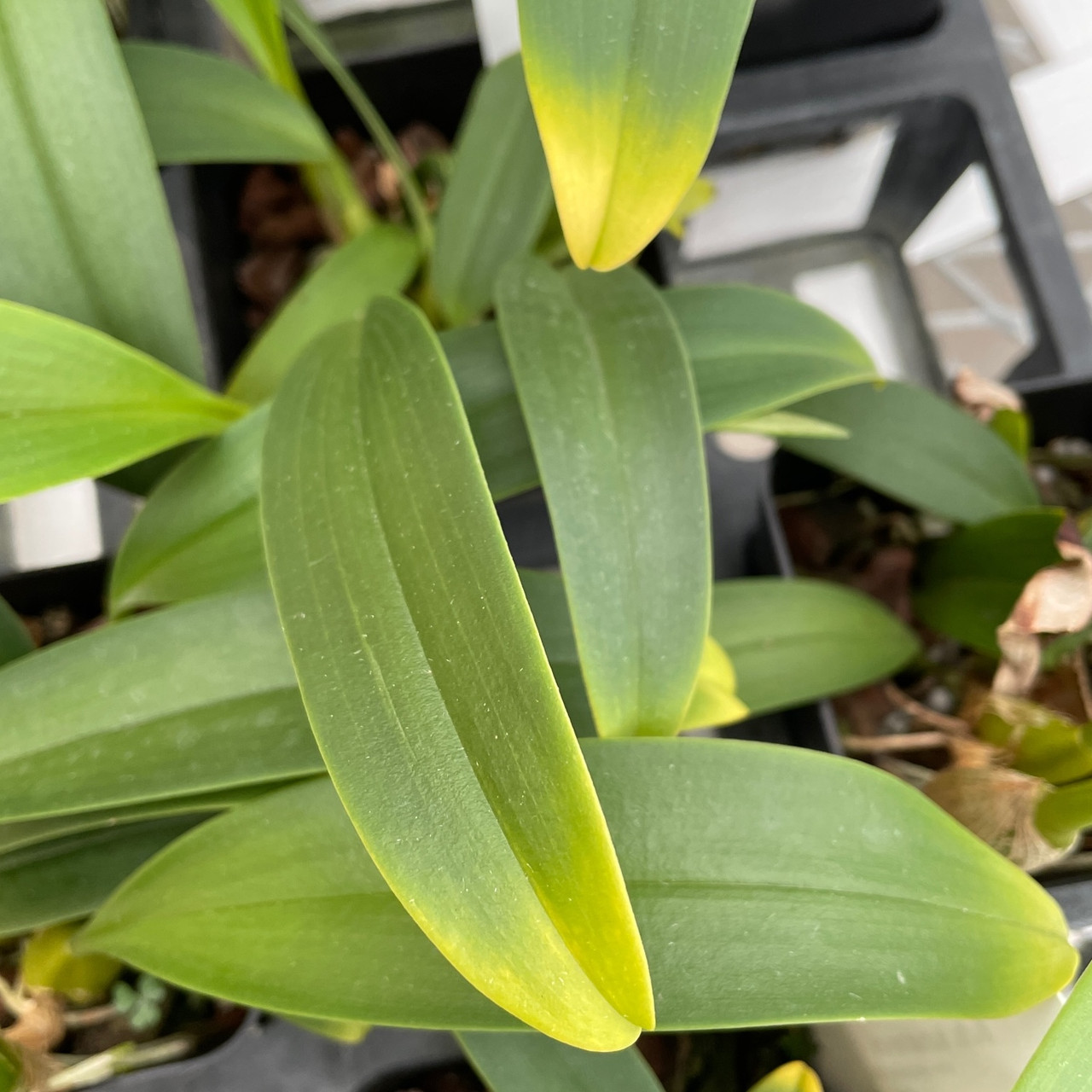 洋蘭原種］Bulb. sumatranum 洋蘭原種］Bulb. sumatranum