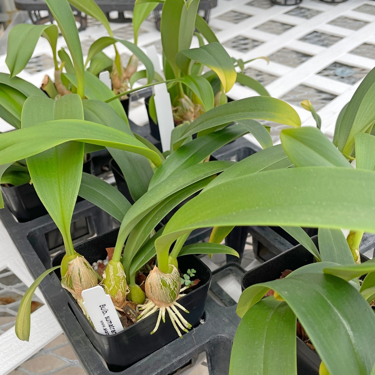 ［洋蘭原種］Bulb. sumatranum Bulb. sumatranum (Plant Only) - Akatsuka Orchid Gardens