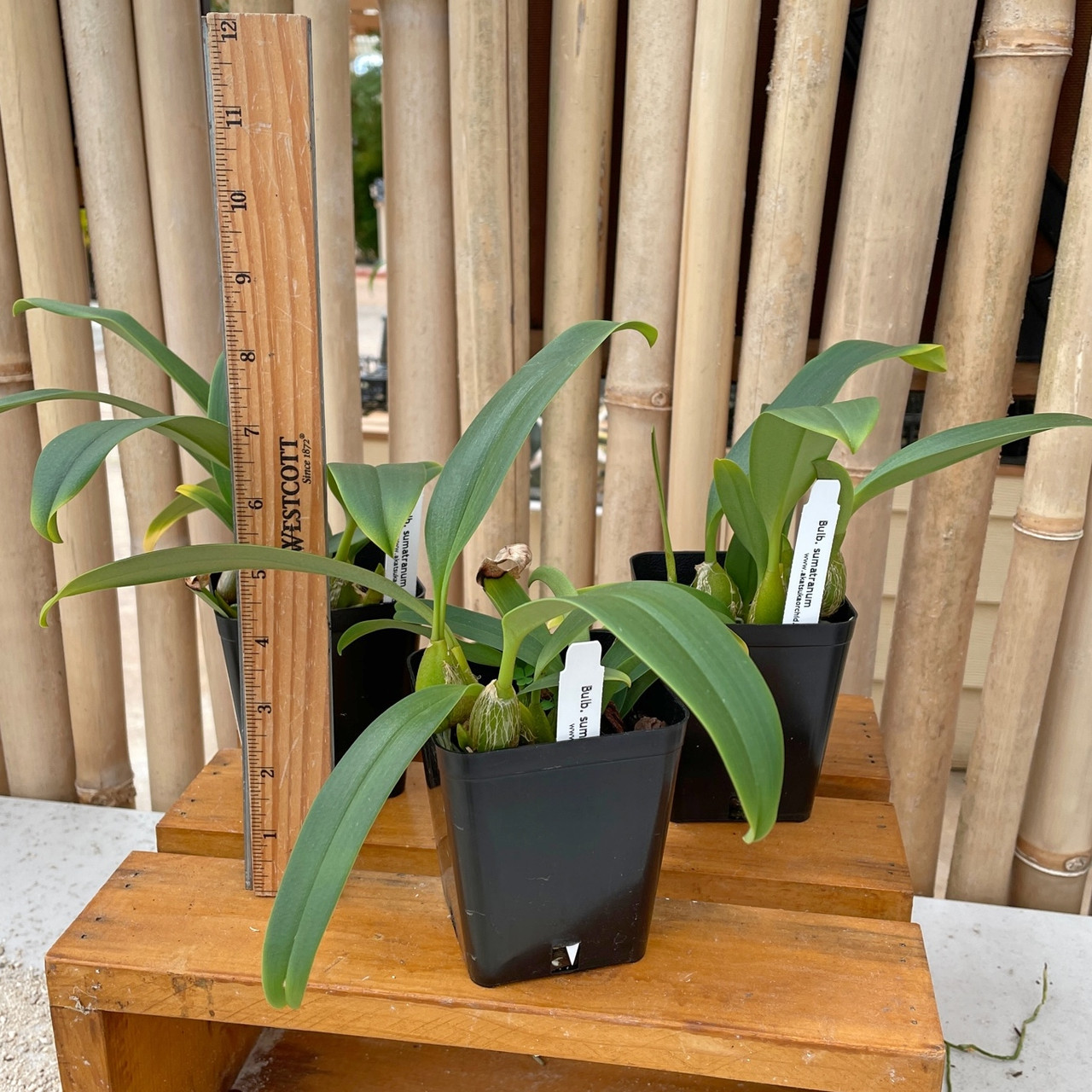 ［洋蘭原種］Bulb. sumatranum Bulb. sumatranum (Plant Only) - Akatsuka Orchid Gardens