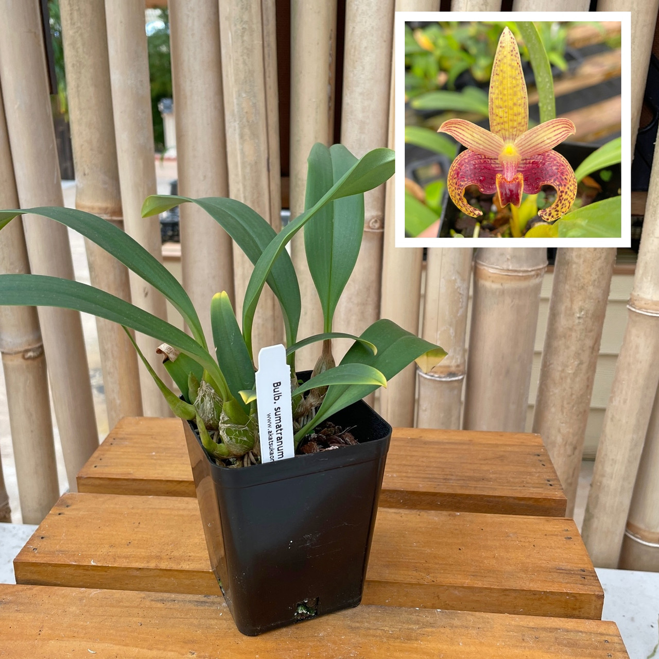 ［洋蘭原種］Bulb. sumatranum Bulb. sumatranum (Plant Only) - Akatsuka Orchid Gardens