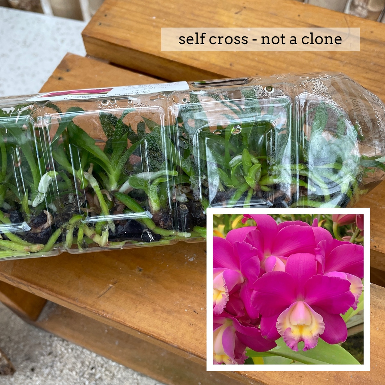 C. harrisoniana 'Streeter's Choice' FCC/AOS x self (FLASK