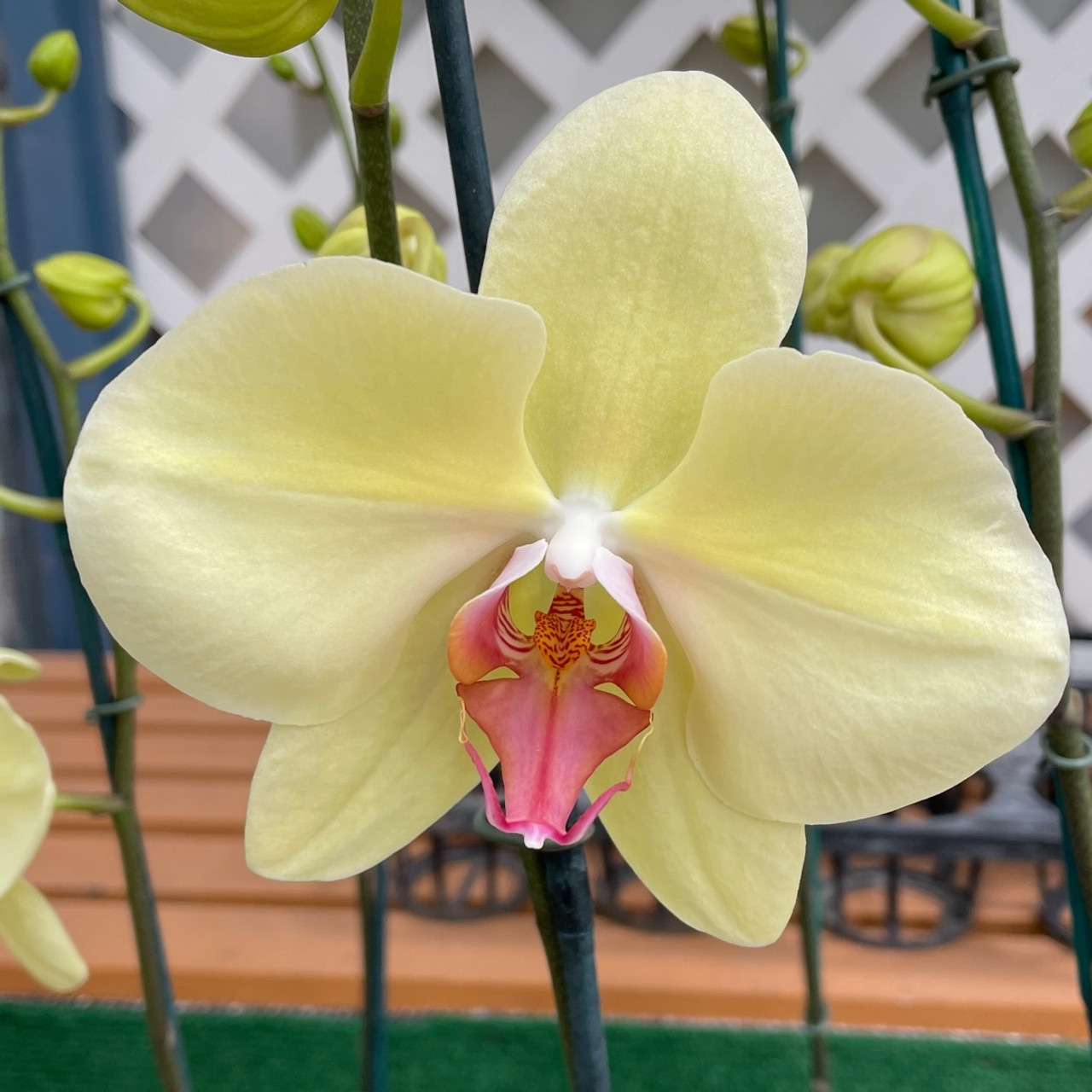 A GOLDEN GUIDE ORCHIDS Vintage 1970 Golden Press A Golden Guide \u201corchids\u201d - A Golden