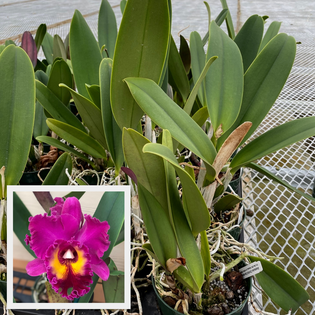 Rlc. Kalim Smith's Kahelelani 'Volcano Queen' (5.5