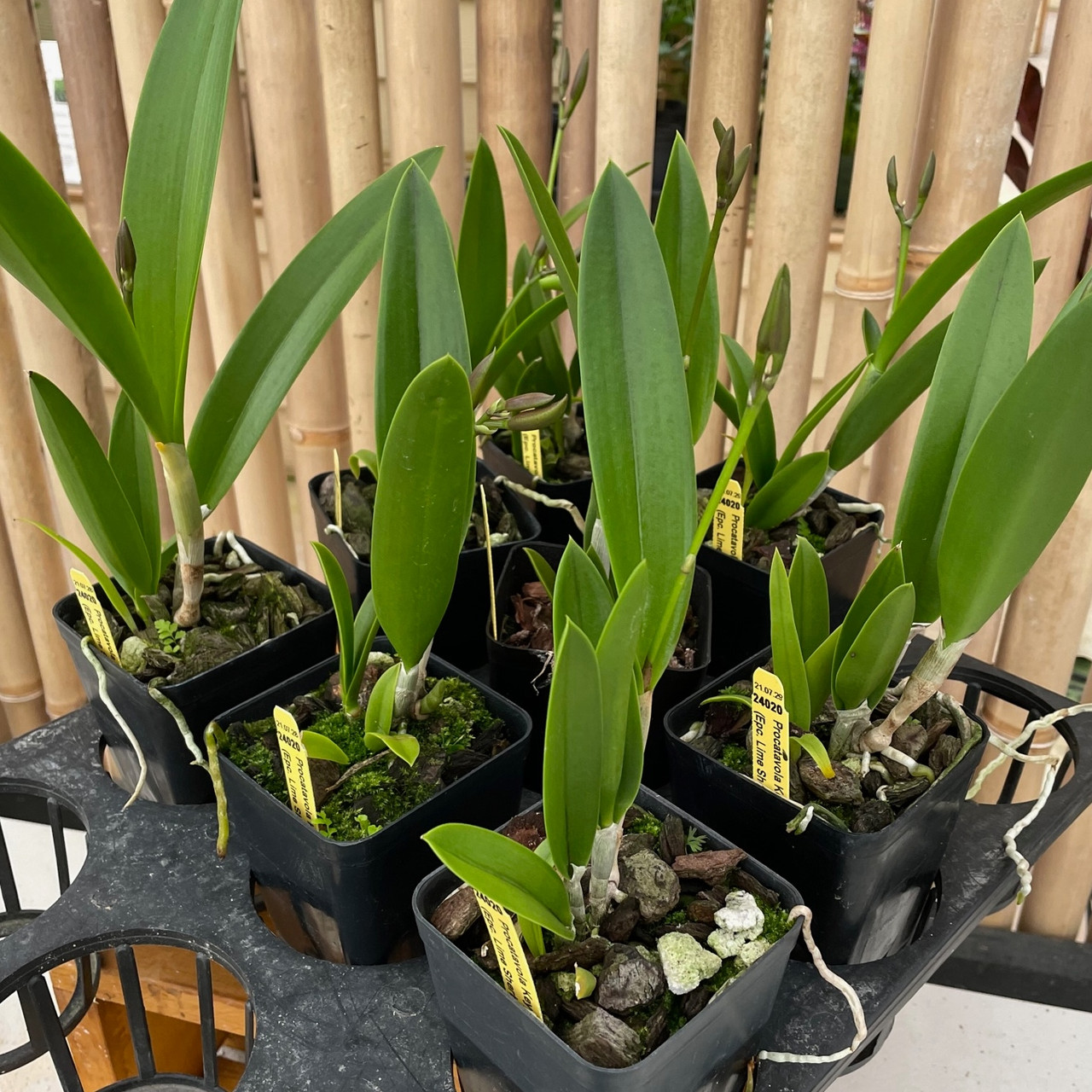 Procatavola Key Lime Stars (4 Pot) - Akatsuka Orchid Gardens