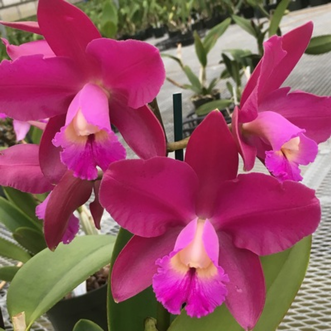 C. Volcano Pride 'Angel' (Plant Only - Limited) - Akatsuka