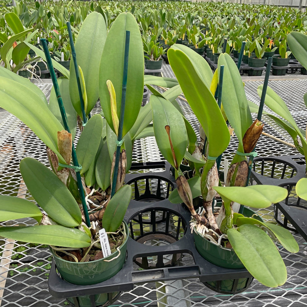 111 タケノコラン　Clowesia 'Queen Canon (OG) 111 タケノコラン Clowesia 'Queen Canon (OG)