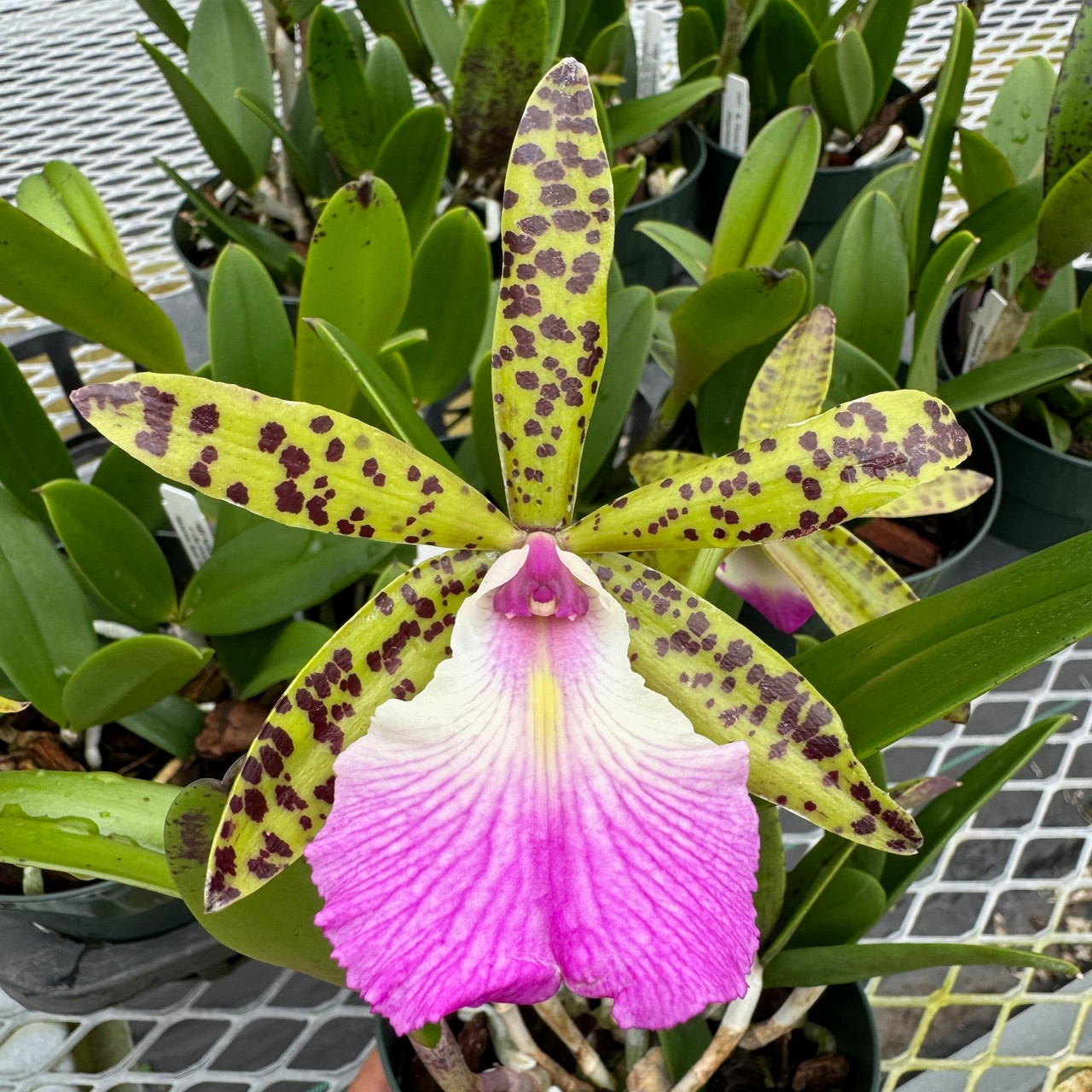 GMIS183○Fredericia / フレデリシア Trinidad Ch 1280px-