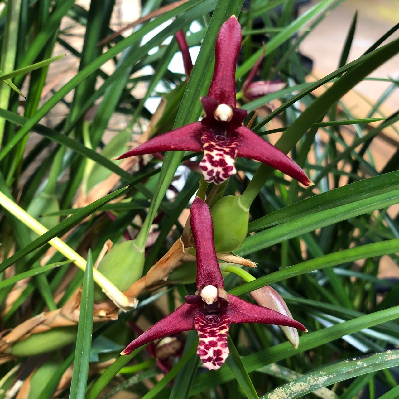 洋蘭原種　Max.tenuifolia Maxillaria tenuifolia - 