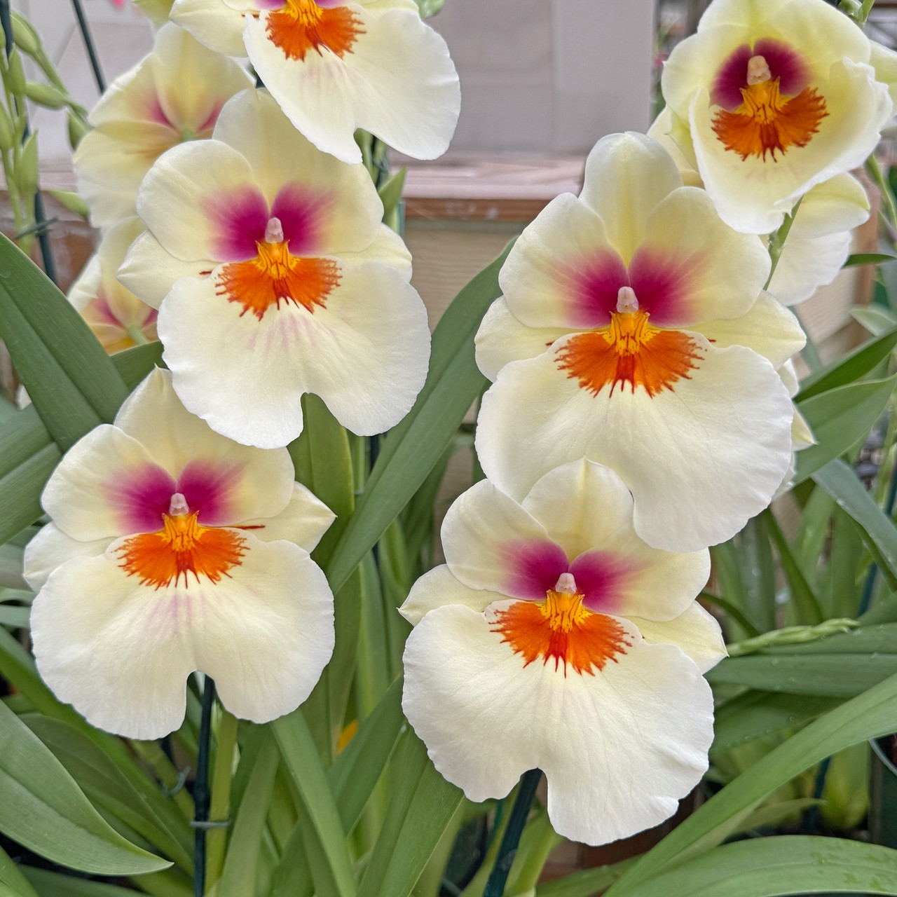 DIMISSIANOS&MILLER bloom&branch 40 希少 DIMISSIANOS&MILLER bloom&branch 40 希少 DIMISSIANOS&MILLER
