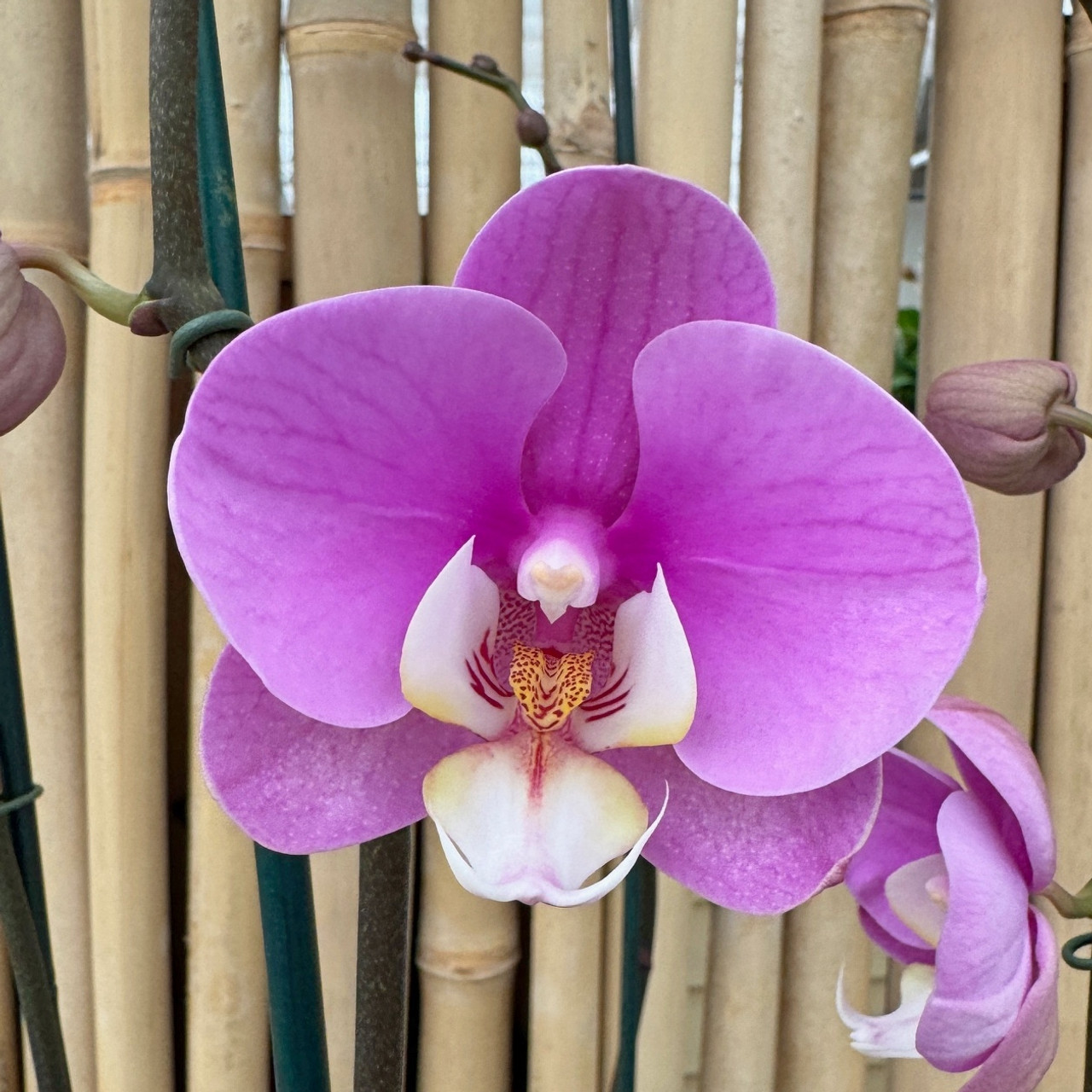 P Taisuco Anna Akatsuka Orchid Gardens p-taisuco-anna-akatsuka-orchid-gardens