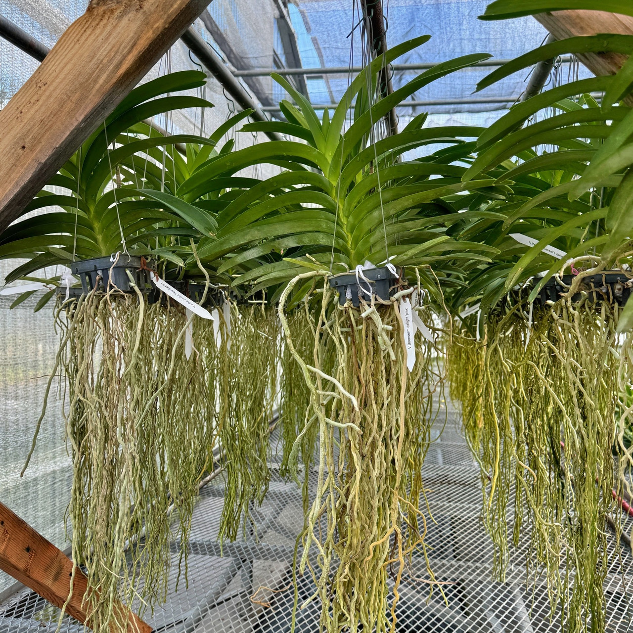 その他 S.M. Novella Vanda Suavis 50mLx2 S.M. Novella Vanda Suavis 50mLx2