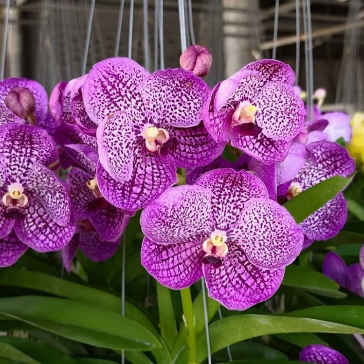 Vanda Somsri Blue Classic x (Chulee Classic x Gordon) A2
