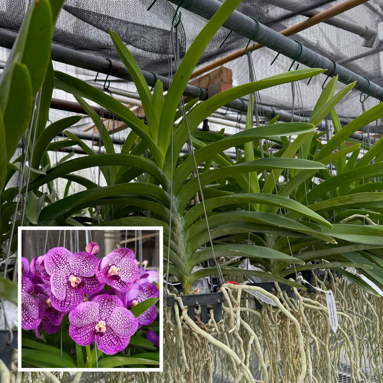 Vanda lombokensis x suavis (2328) *FLASK*
