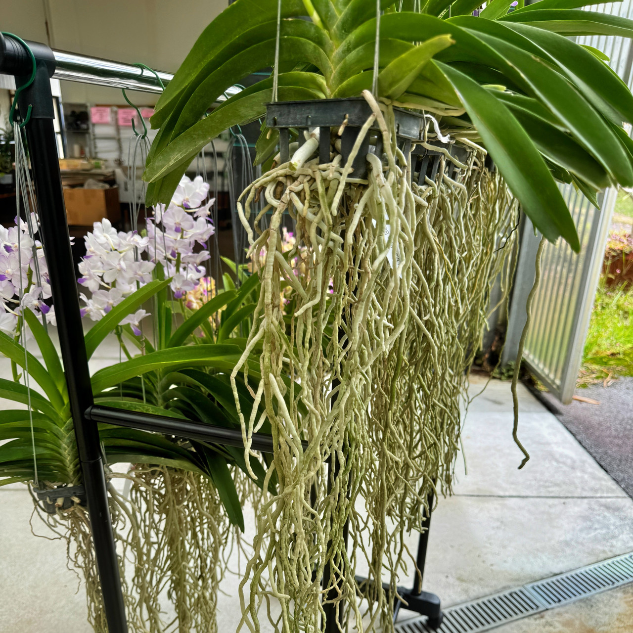 その他 S.M. Novella Vanda Suavis 50mLx2 その他 S.M. Novella Vanda Suavis 50mLx2 Vanda tricolor var