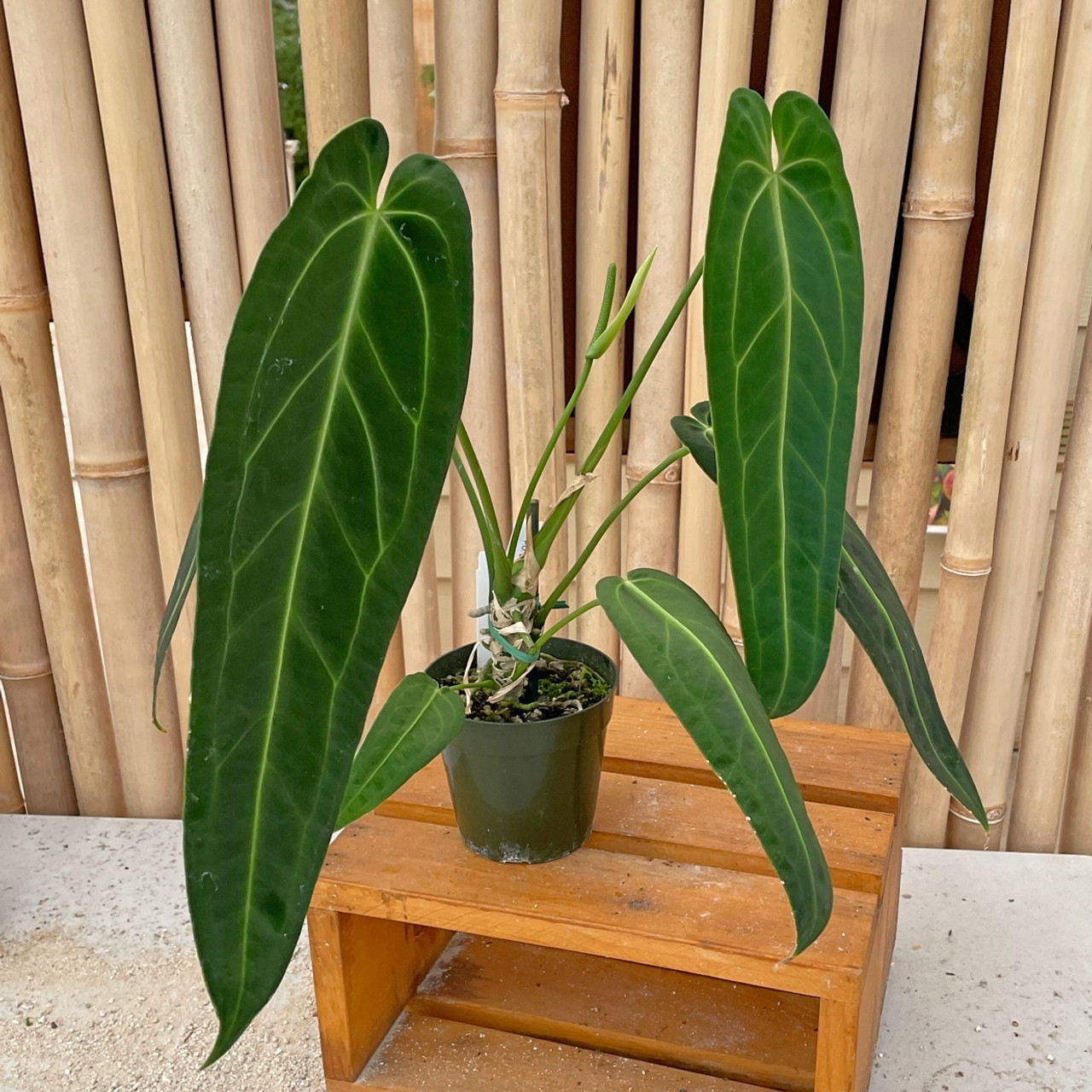 Queen Anthurium Warocqueanum (Rare Aroid-Dark Form 2C)