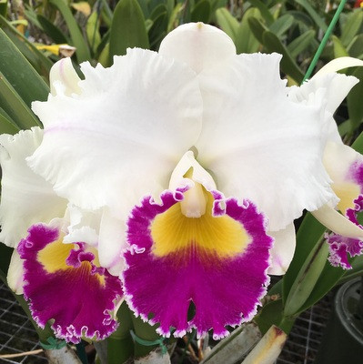 Rlc. Harue Watanabe 'Volcano Queen' (5.5