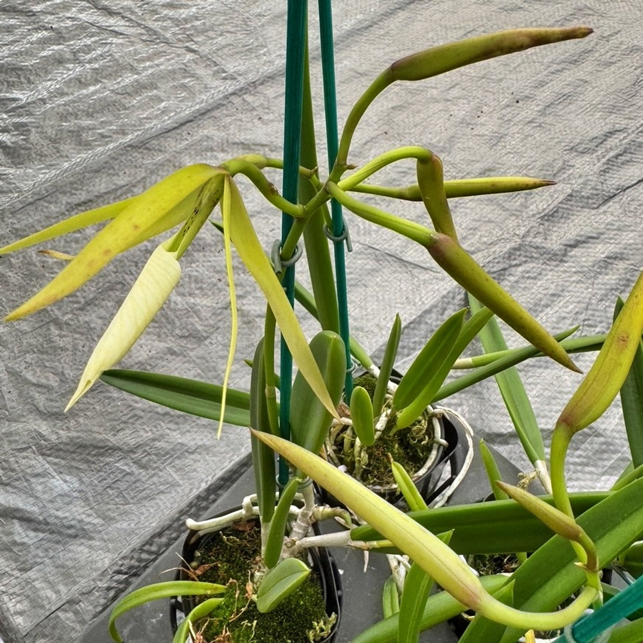 Brassavola nodosa '4N' x B. nodosa '24088' (2