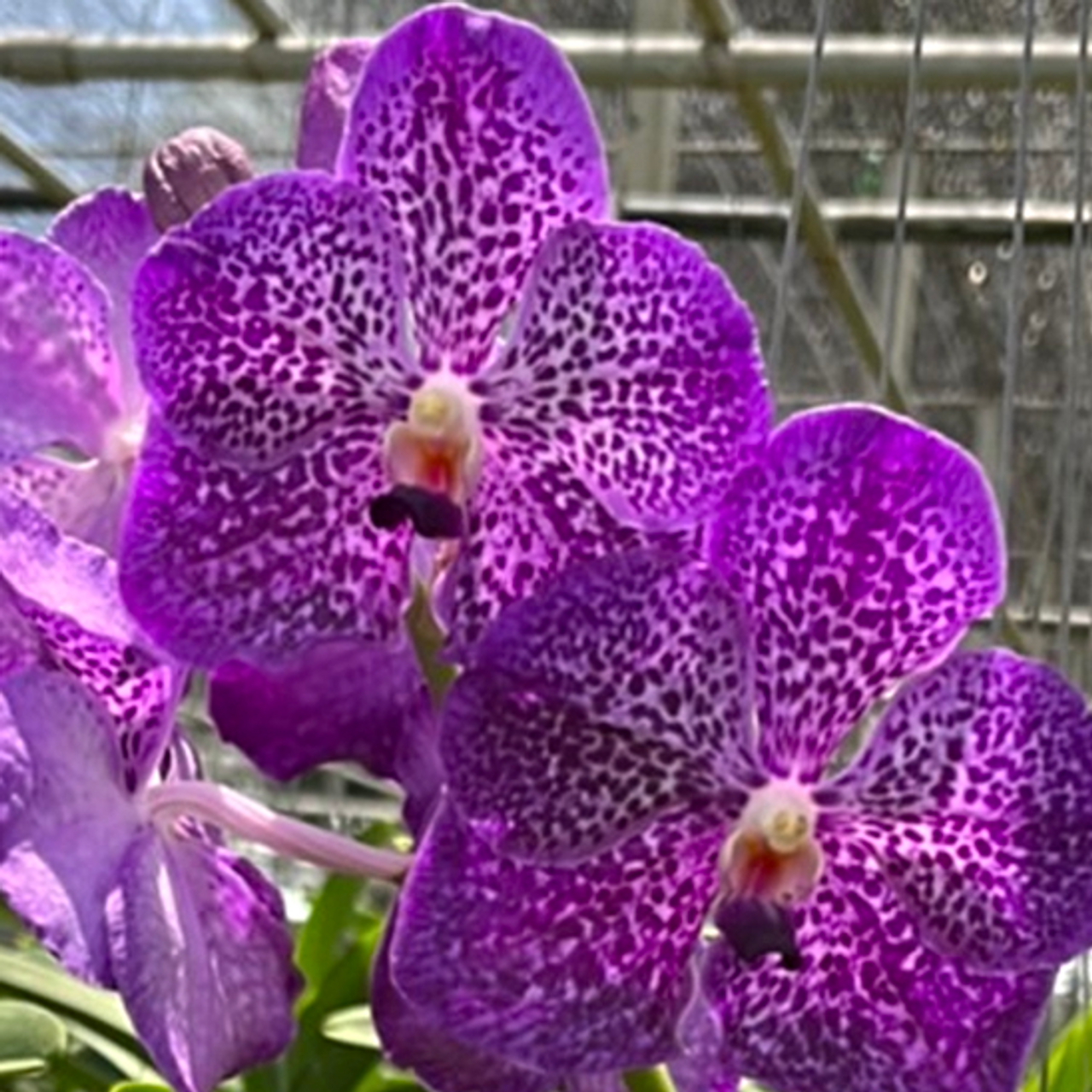その他 S.M. Novella Vanda Suavis 50mLx2 その他 S.M. Novella Vanda Suavis 50mLx2 その他 S.M. Novella