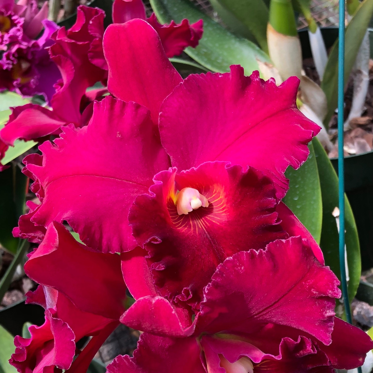 111 タケノコラン　Clowesia 'Queen Canon (OG) 111 タケノコラン Clowesia Queen Canon (OG)