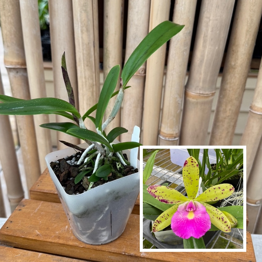 激レア!!★Dominant Species - Dammit★RARE!! Bc. Hippodamia x C. Small World (4