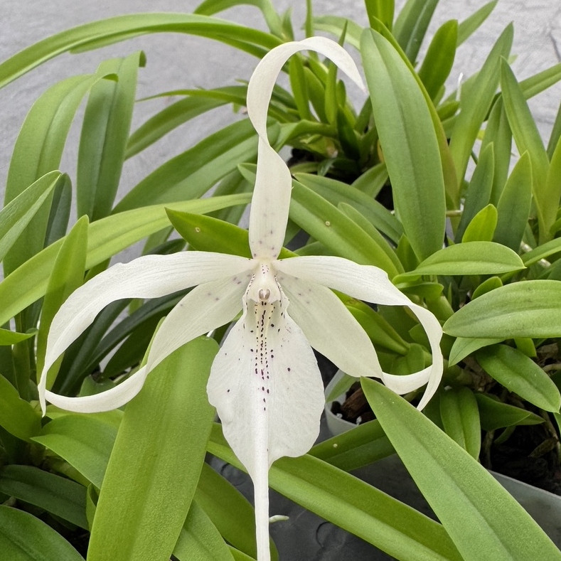Caulavola Colmanii (4