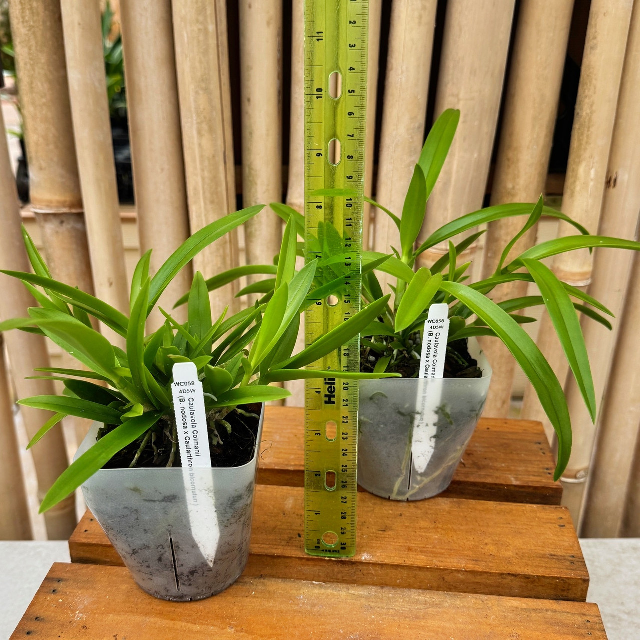 botanicalさま Atlanta Botanical Garden (2025) – Best of TikTok, Instagram