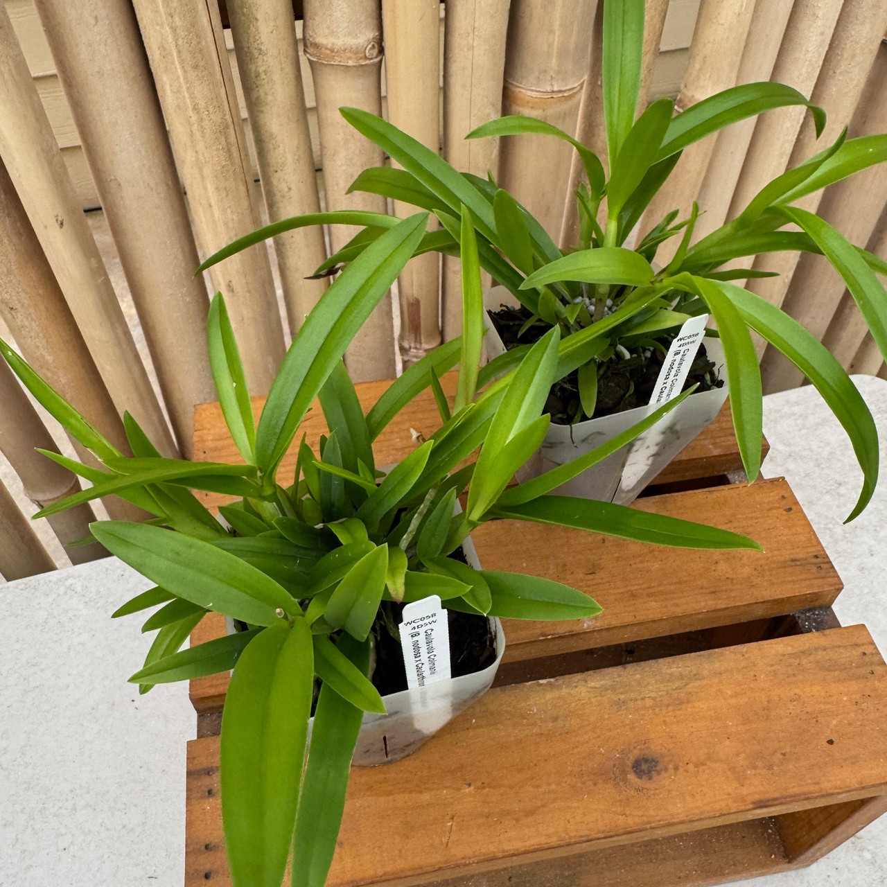 botanicalさま Caulavola Colmanii (4