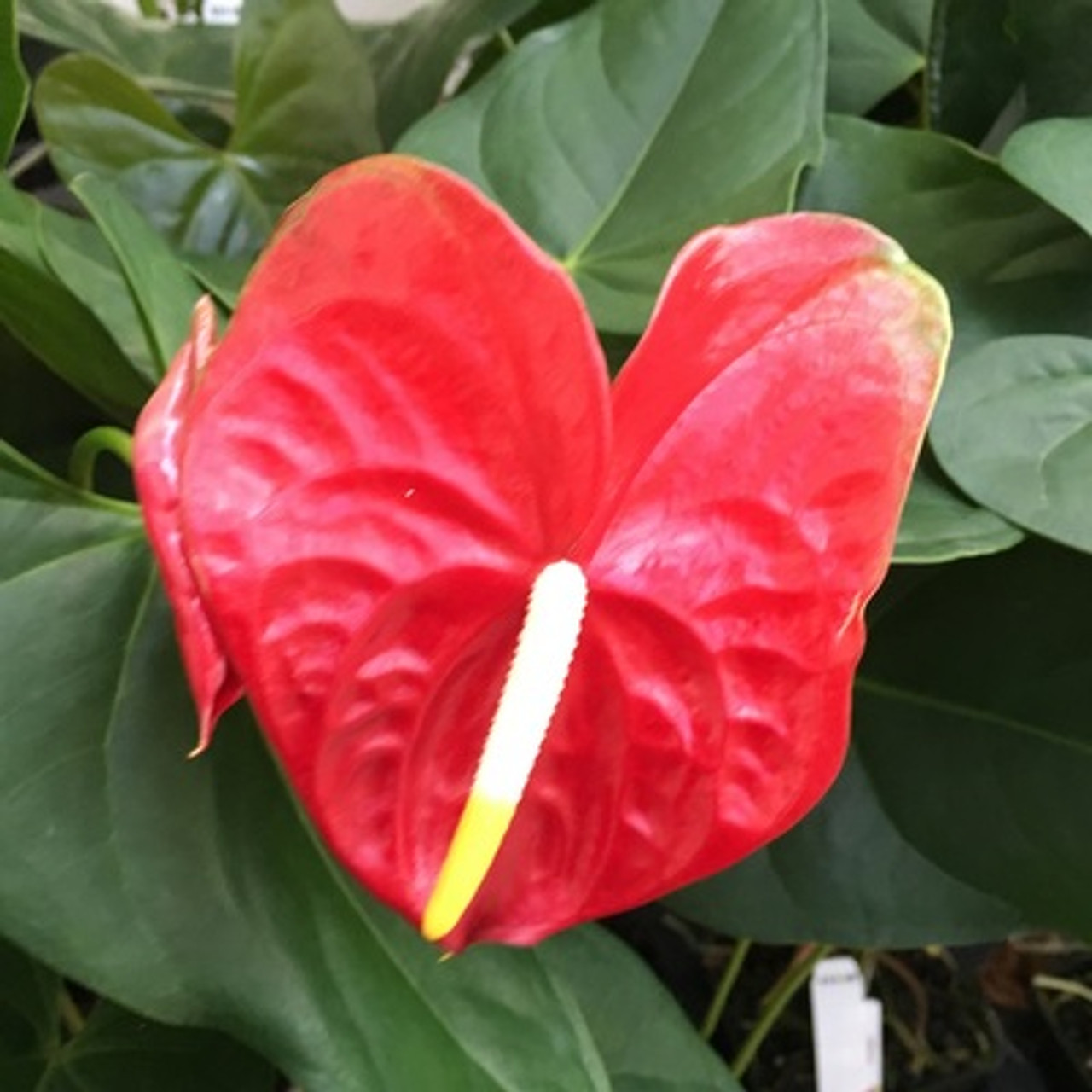 Red Anthurium Plant