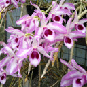 Den. anosmum (Honohono)-'Touch of Class'