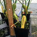 Maxillaria tenuifolia (First Bloom)