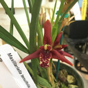 Maxillaria tenuifolia (First Bloom)