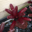 Single Red Bromeliad on Rock (Neo. Fireball)