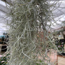 Spanish Moss (Tillandsia usneoides)