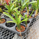 Yellow/Green Bromeliad in 2" Ceramic Pot (Neo. Punctmissima)