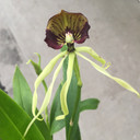 Prosthechea cochleata