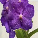 Vanda manuvadee x sib (Plant Only-3" Pot)