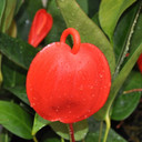 Anthurium Pigtail Plant (4" Pot)