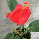 Anthurium Pigtail Plant (4" Pot)