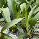 Onc. Heaven Scent 'Redolence' (Plant Only)--Chocolate Scent!