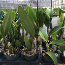 Assorted Mature BUDDED Cattleya (5 Plants)