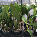 Assorted Mature BUDDED Cattleya (15 Plants)