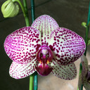 Phal. Pink & Green (Leopard)